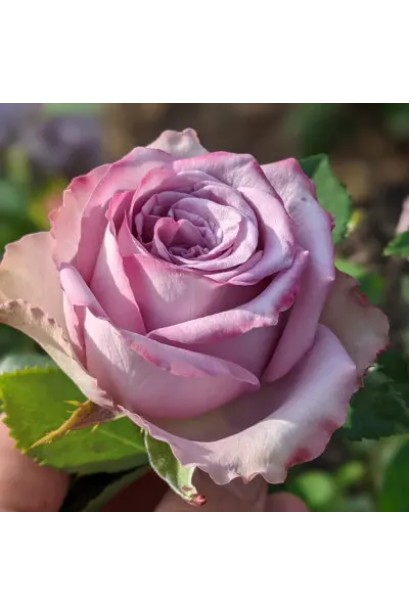 Яскраво-рожеві пелюстки троянди Dolcetto крупним планом